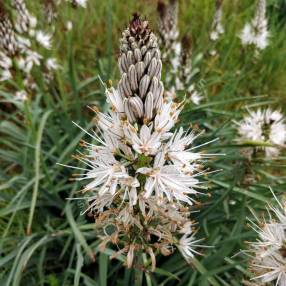 Asphodelus ramosus - Asphodèle blanche