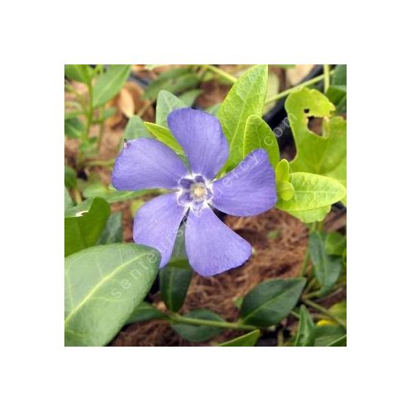 Vinca minor - Petite pervenche bleue