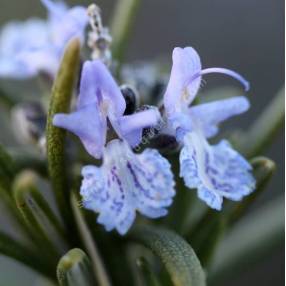 Rosmarinus officinalis 'Iden Blue Boy' - Romarin