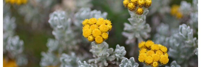 Hélichryses Ou Herbe à Curry Helichrysum En Vente Achat